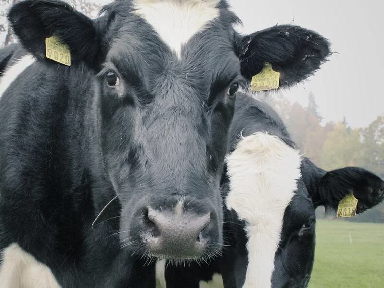 Plaga kradzieży bydła. Gang z Podlasia przed sądem