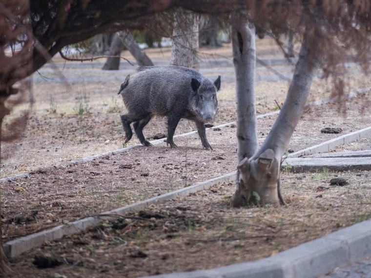 Karambol pod Warszawą. Na trasę wyszło stado dzików