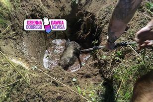 Zegar wskazał 20:05. "Wpadł i utknął". Ruszyli na ratunek dzikowi