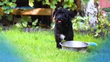 Poradnik #AdoptujMistrza | Miska z wodą